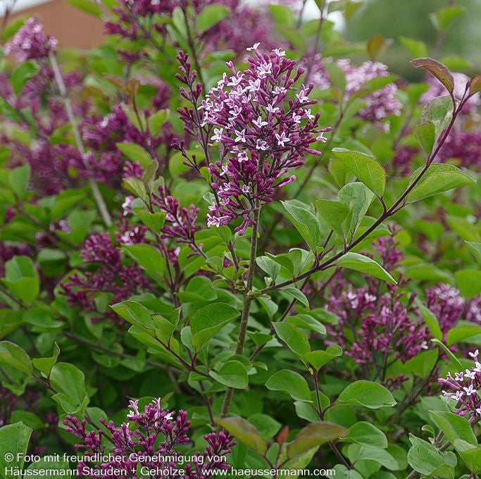 Zwergflieder,  Amerikanischer Flieder 'Red Pixie' (Syringa meyeri)