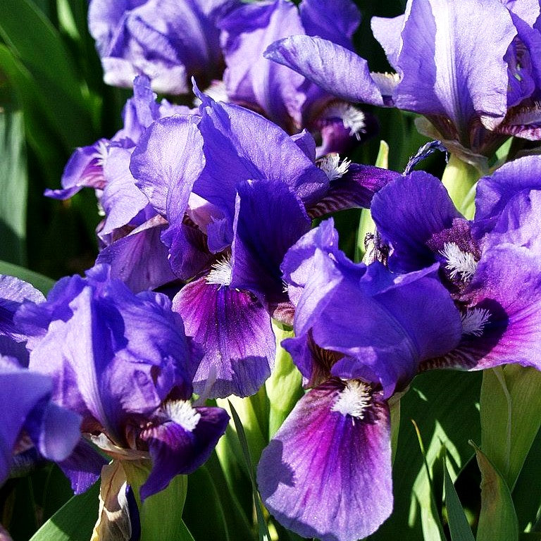 Zwergige Bart-Schwertlilie 'Blauer Zweiklang' (Iris x barb.-nana)