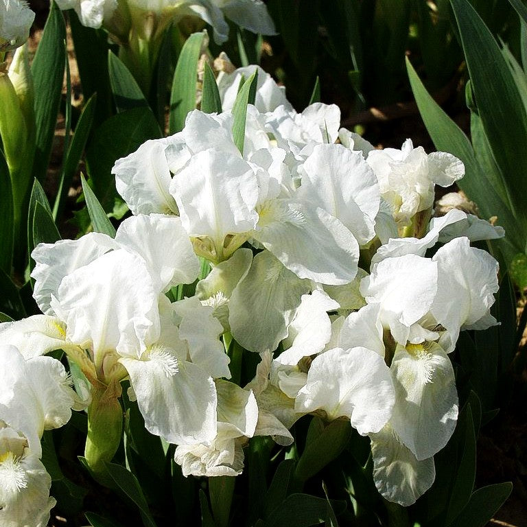 Zwergige Bart-Schwertlilie 'Bright White' (Iris x barb.-nana)