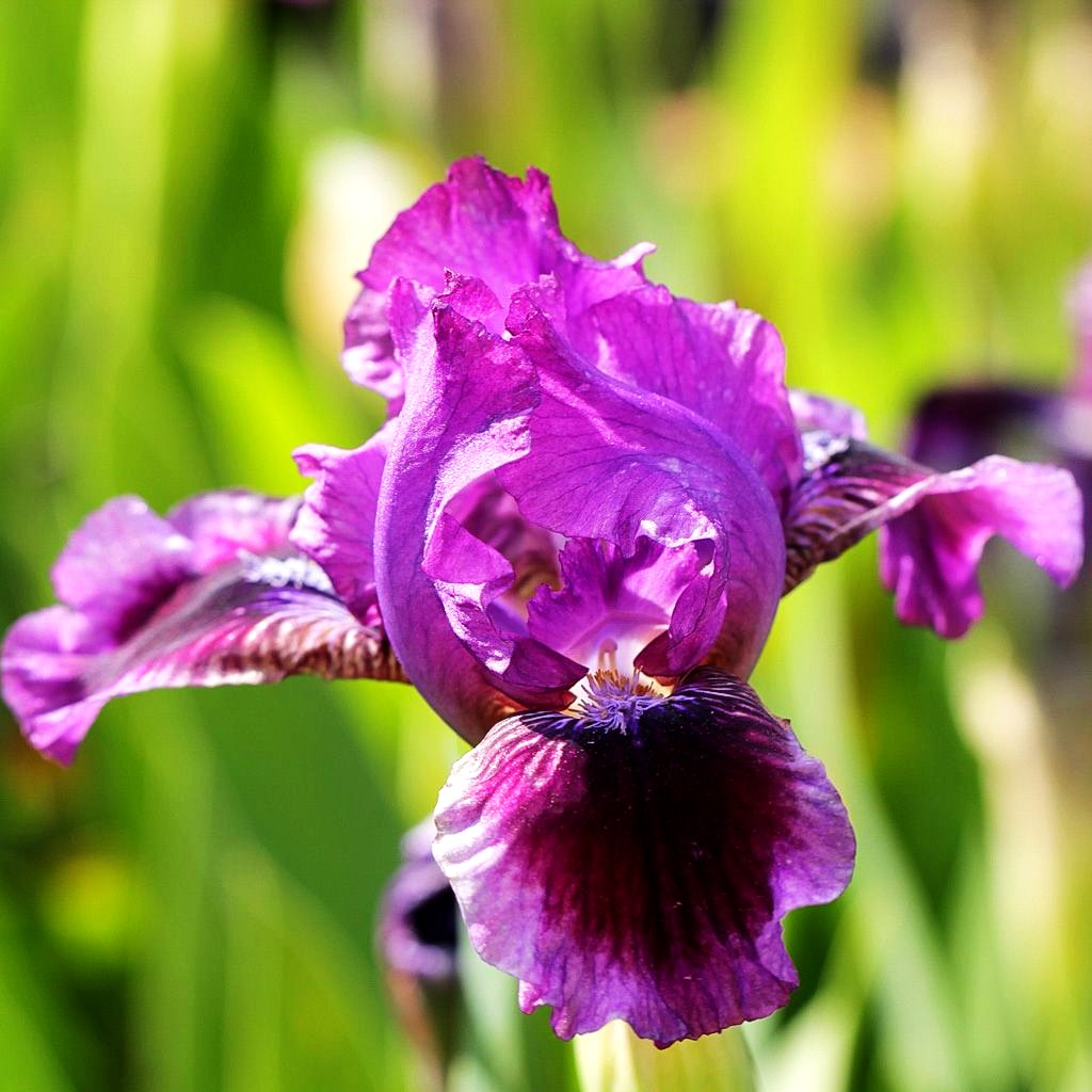 Zwergige Bart-Schwertlilie 'Fairy Ballet' (Iris x barb.-nana)