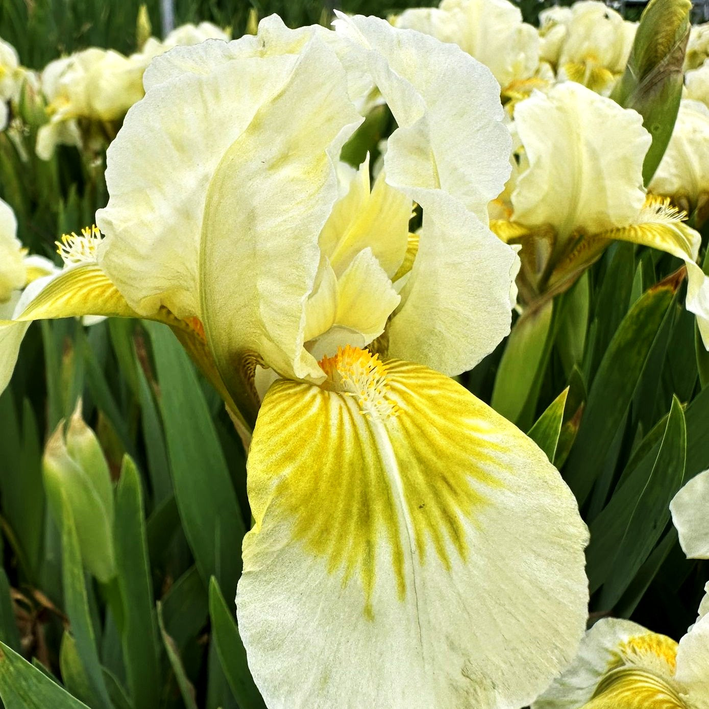 Zwergige Bart-Schwertlilie 'Forest Light' (Iris x barb.-nana)