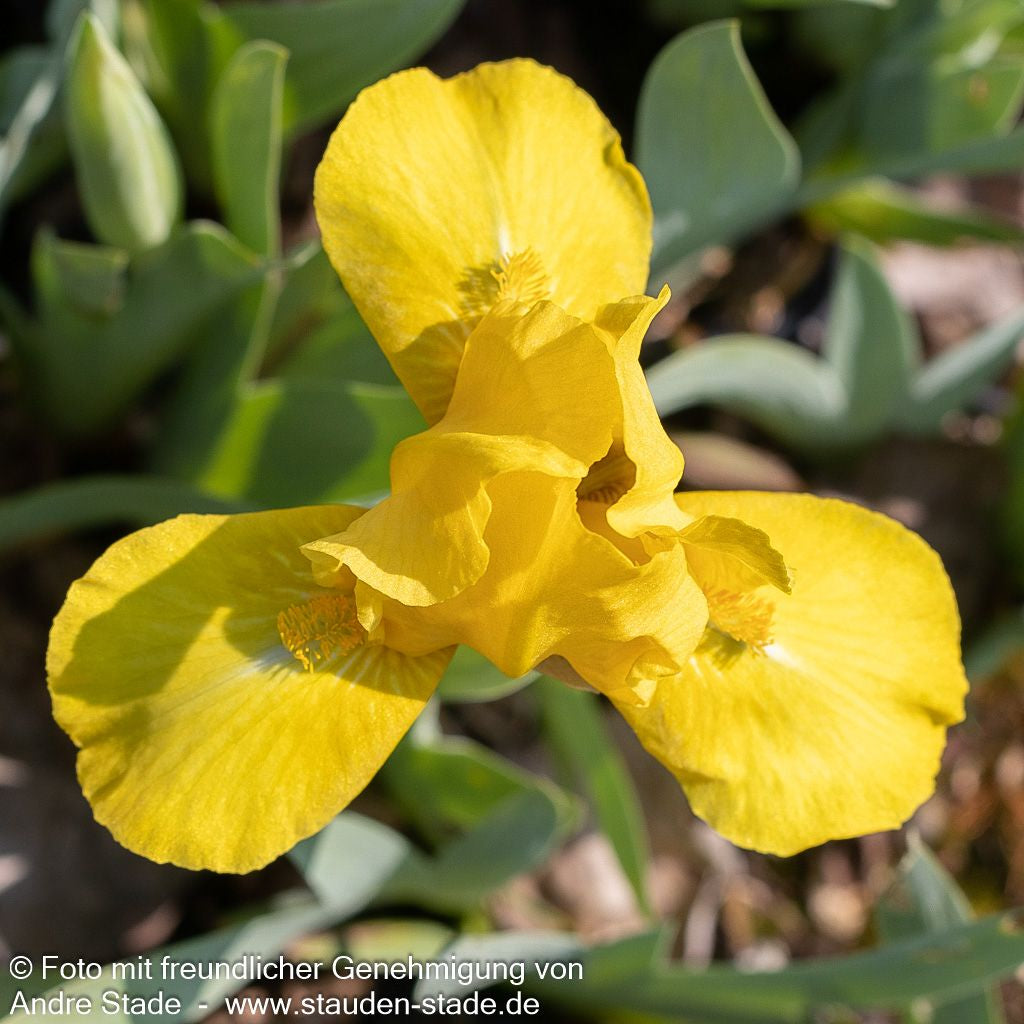 Zwergige Bart-Schwertlilie 'Golden Fair' (Iris x barb.-nana)