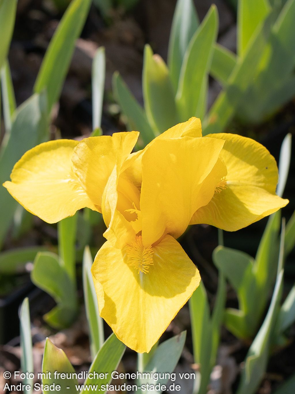 Zwergige Bart-Schwertlilie 'Golden Fair' (Iris x barb.-nana)