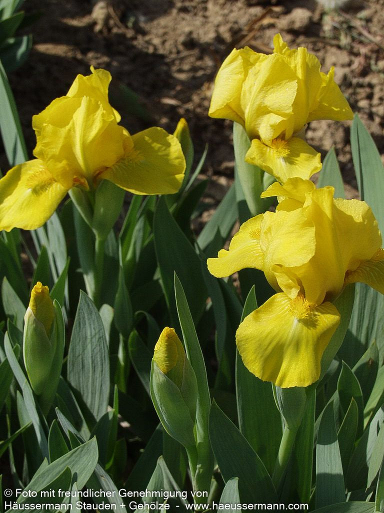 Zwergige Bart-Schwertlilie 'Golden Fair' (Iris x barb.-nana)