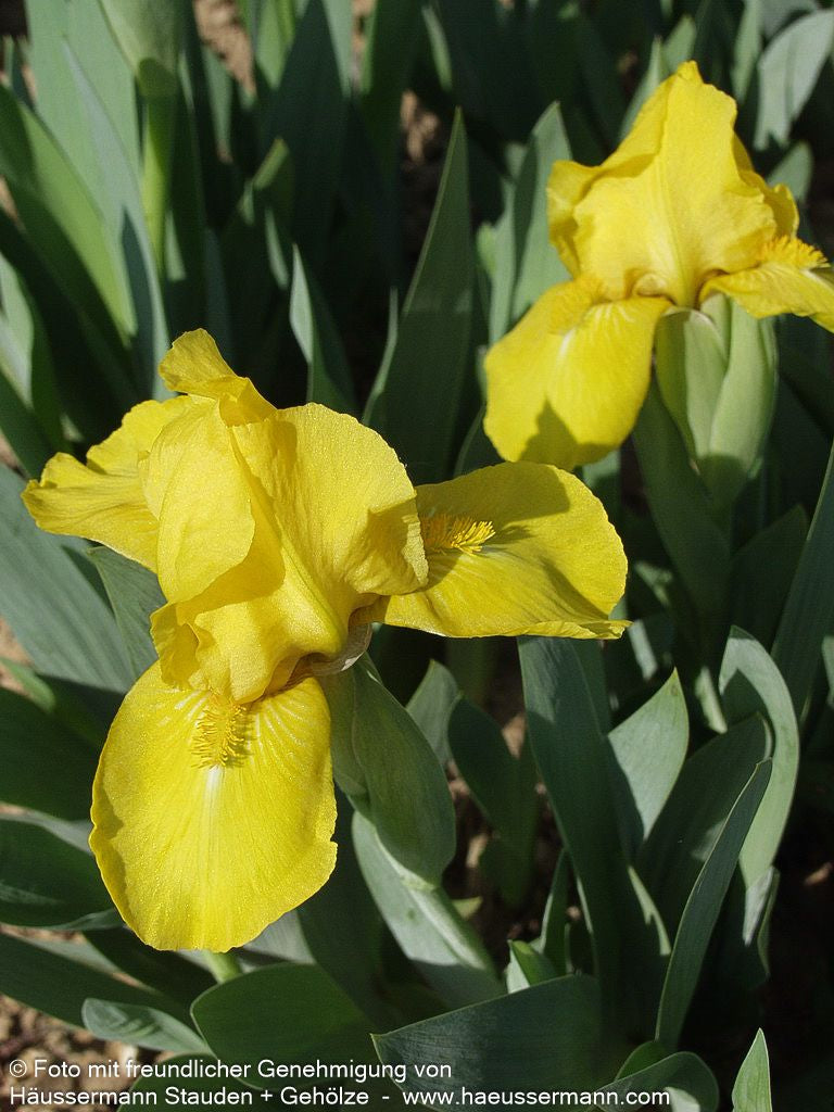 Zwergige Bart-Schwertlilie 'Golden Fair' (Iris x barb.-nana)