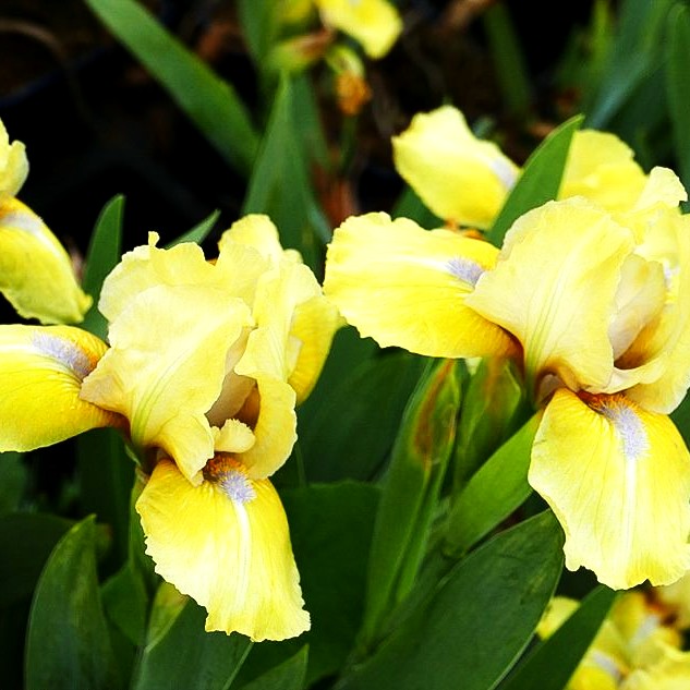 Zwergige Bart-Schwertlilie 'Stockholm' (Iris x barb.-nana)
