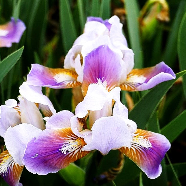 Zwergige Bart-Schwertlilie 'Tonya' (Iris x barb.-nana)