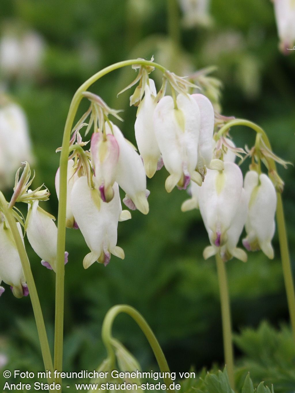Zwergige Herzblume 'Aurora' (Dicentra formosa)