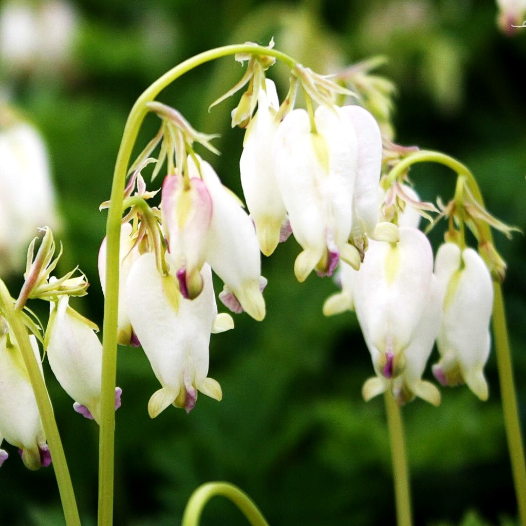 Zwergige Herzblume 'Aurora' (Dicentra formosa)