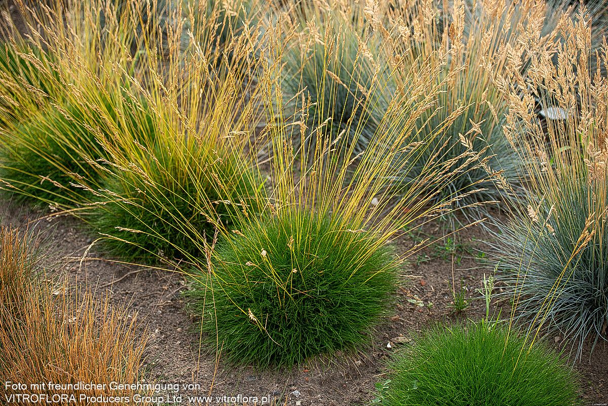 Zwergiger Bärenfell-Schwingel 'Pic Carlit' (Festuca gautieri)