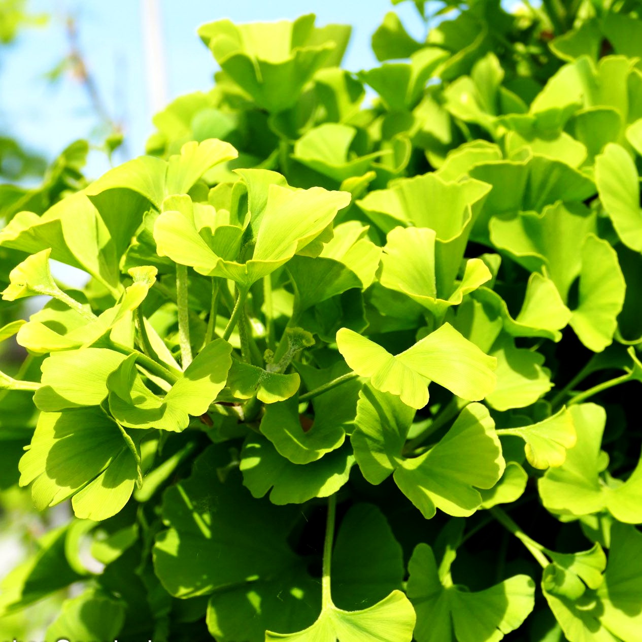 Zwergiger Fächerblattbaum 'Mariken' (Ginkgo biloba)