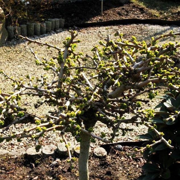 Zwergiger Fächerblattbaum 'Troll' (Ginkgo biloba)