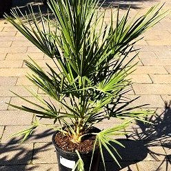 Zwergpalme (Chamaerops humilis)