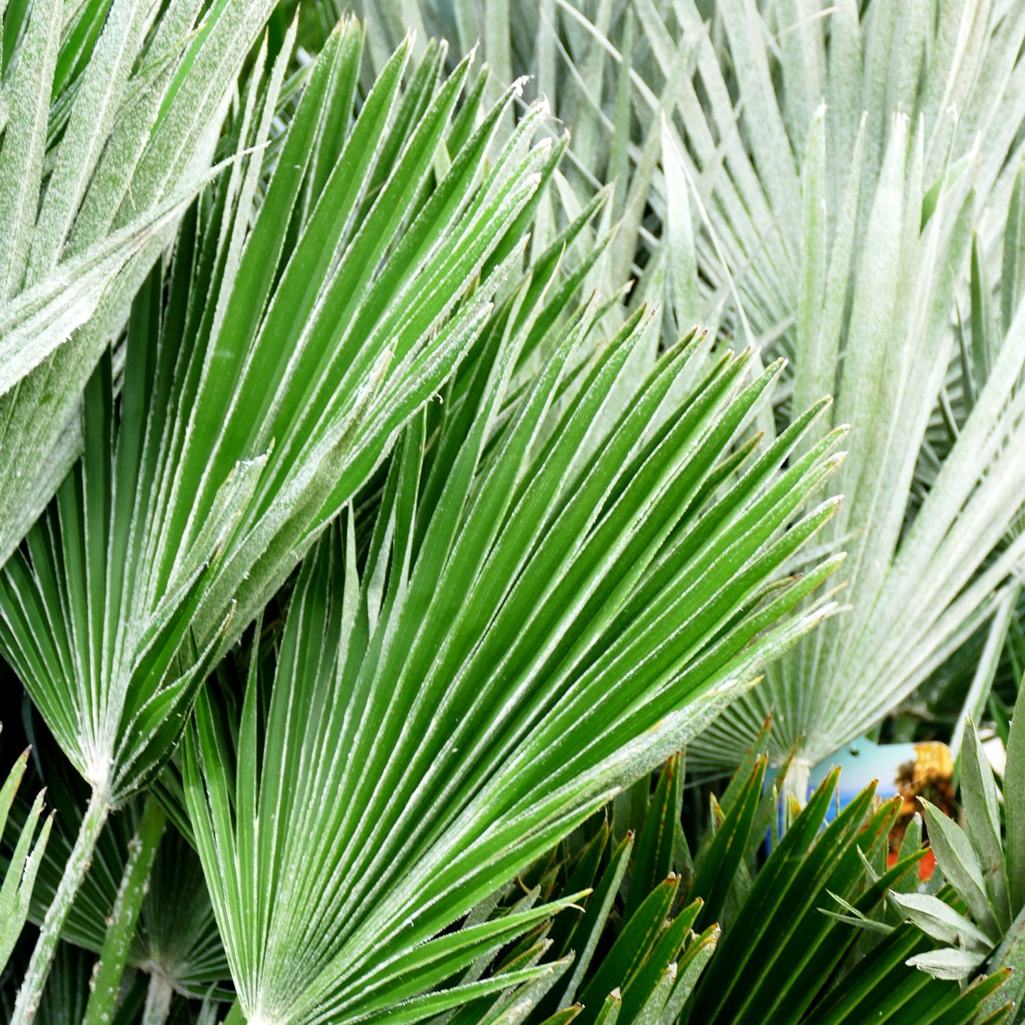 Zwergpalme 'Vulcano' (Chamaerops humilis)