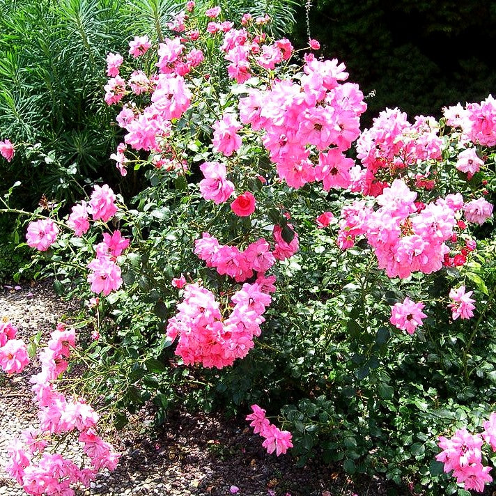 Zwergrose 'Alberich' (Rosa Z II)