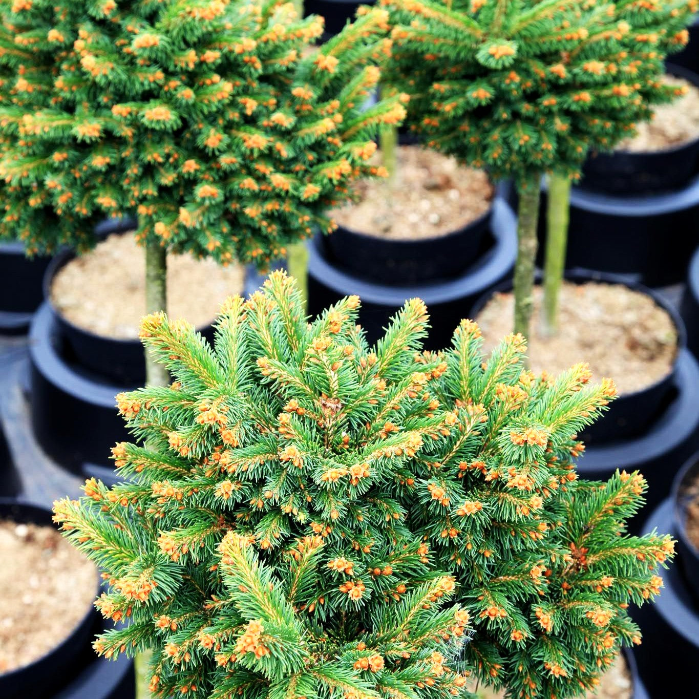 Zwergrotfichte 'Riesengebirge' (Picea abies)