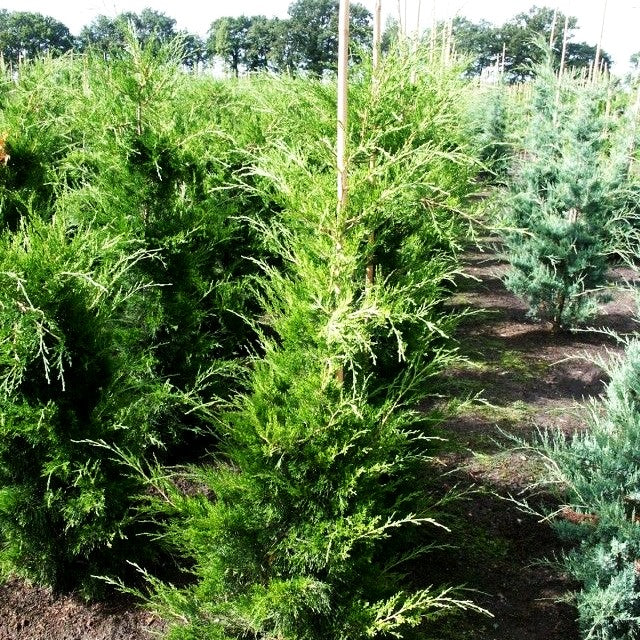 Zypressen-Wacholder 'Canaertii' (Juniperus virginiana)