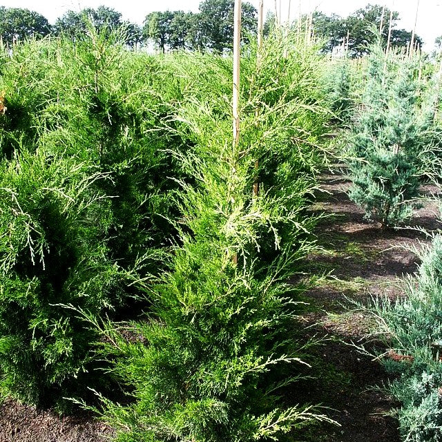 Zypressen-Wacholder 'Canaertii' (Juniperus virginiana)