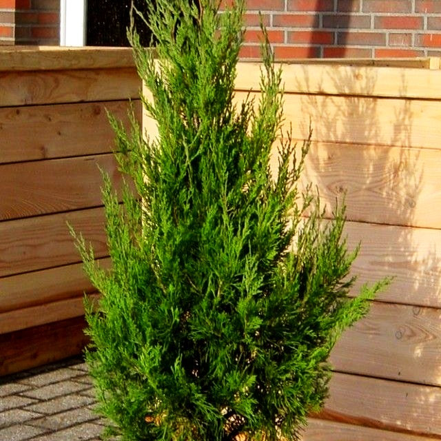 Zypressen-Wacholder 'Spartan' (Juniperus chin.)