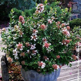 Abelie 'Autumn Festival' (Abelia chinensis)
