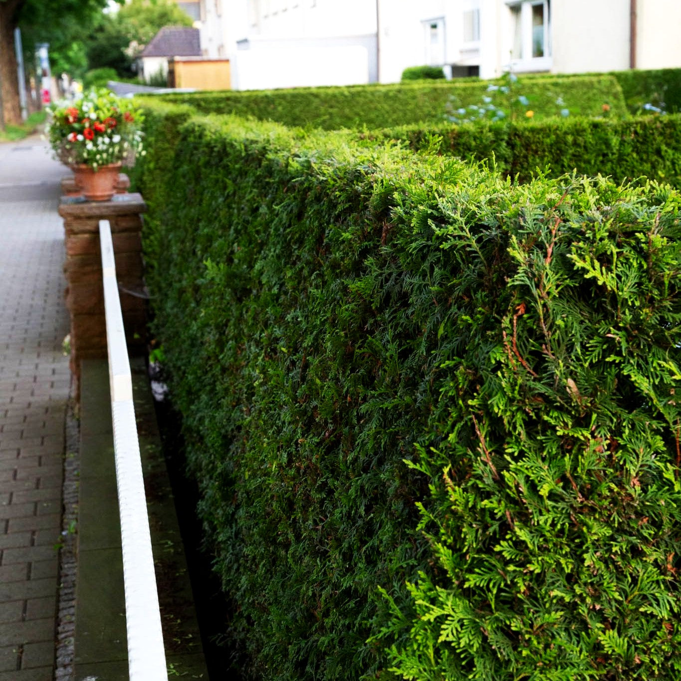 Abendländischer Lebensbaum (Thuja occidentalis)