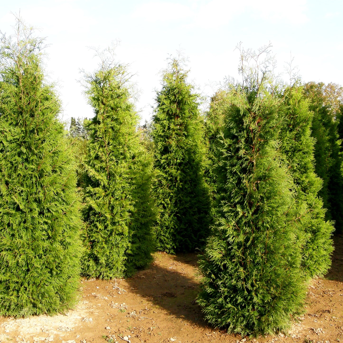 Abendländischer Lebensbaum (Thuja occidentalis)