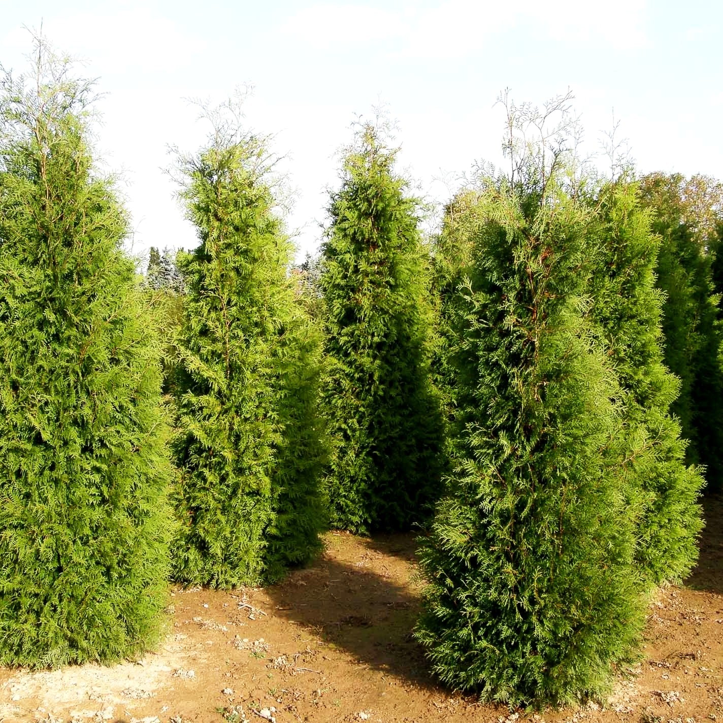 Abendländischer Lebensbaum (Thuja occidentalis)