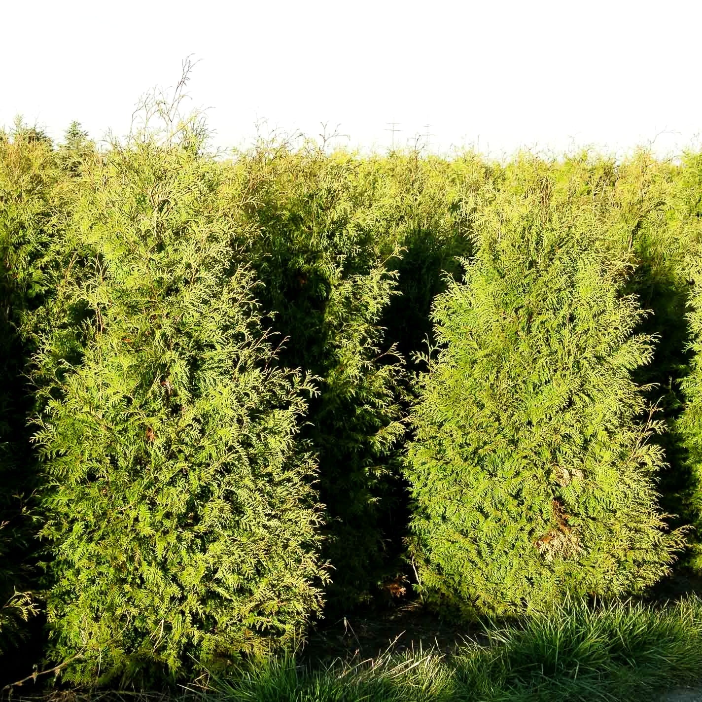 Abendländischer Lebensbaum (Thuja occidentalis)