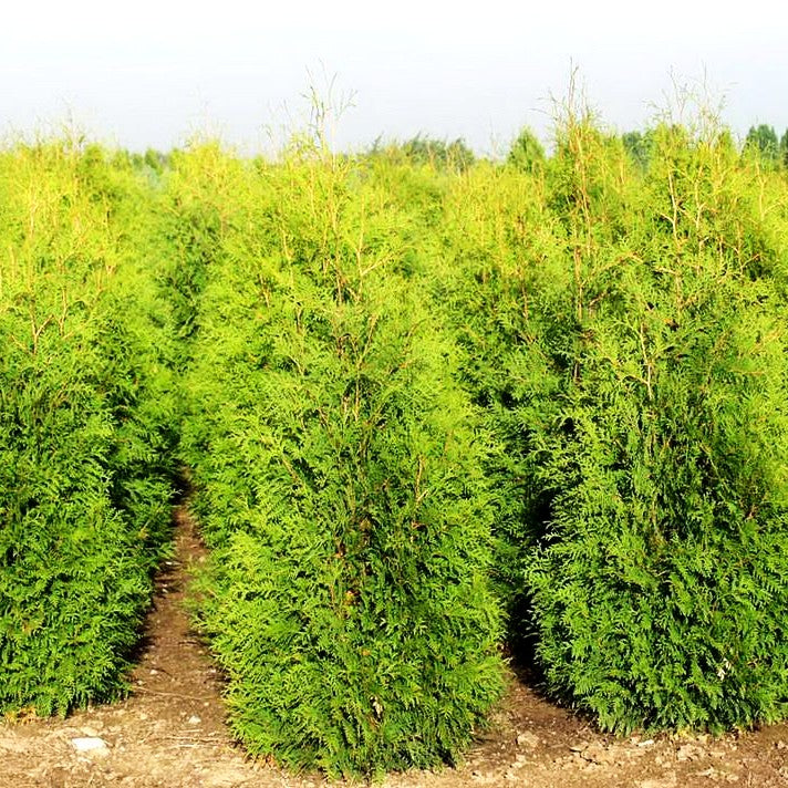 Abendländischer Lebensbaum (Thuja occidentalis)