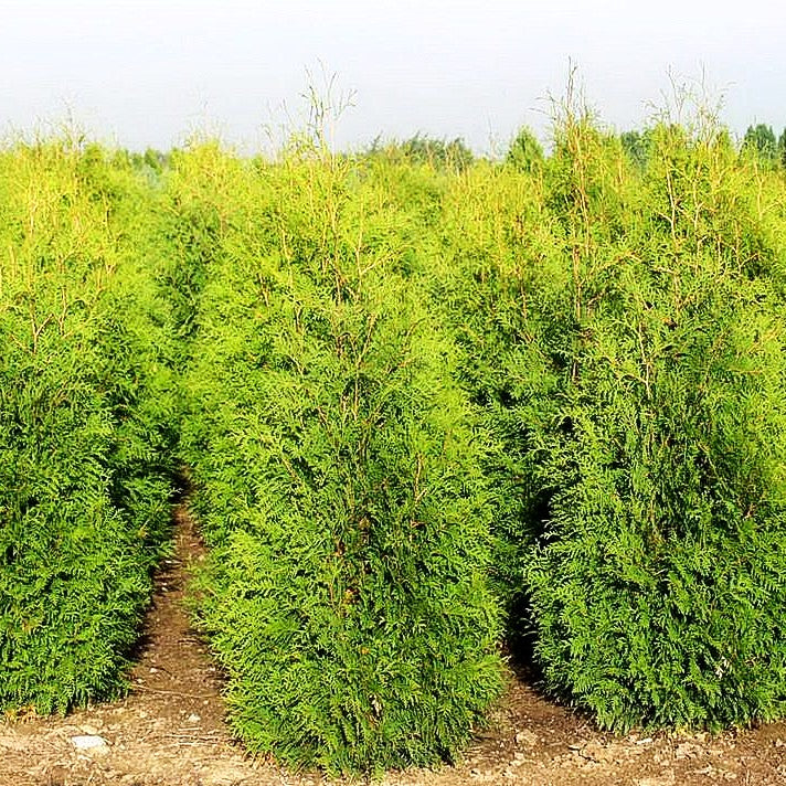 Abendländischer Lebensbaum (Thuja occidentalis)