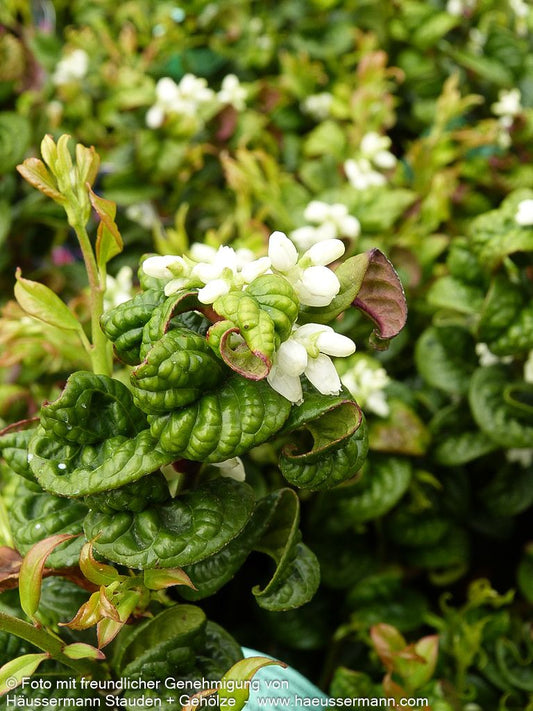 Achsenblütige Traubenheide 'Curly Red' (Leucothoe axillaris)