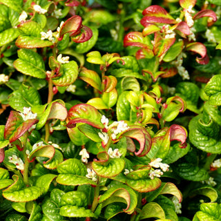 Achsenblütige Traubenheide 'Curly Red' (Leucothoe axillaris)