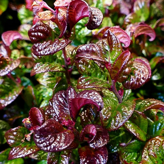 Achsenblütige Traubenheide 'Curly Red' (Leucothoe axillaris)