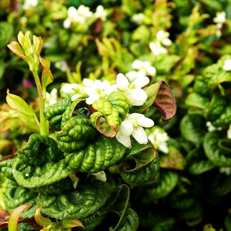 Achsenblütige Traubenheide 'Curly Red' (Leucothoe axillaris)