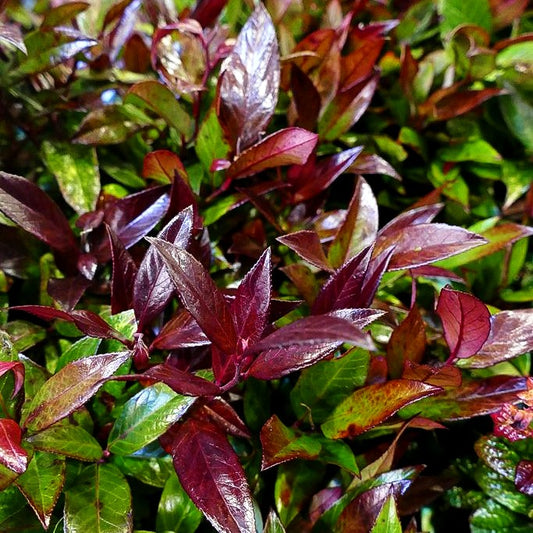 Achsenblütige Traubenheide 'Scarletta' (Leucothoe axillaris)