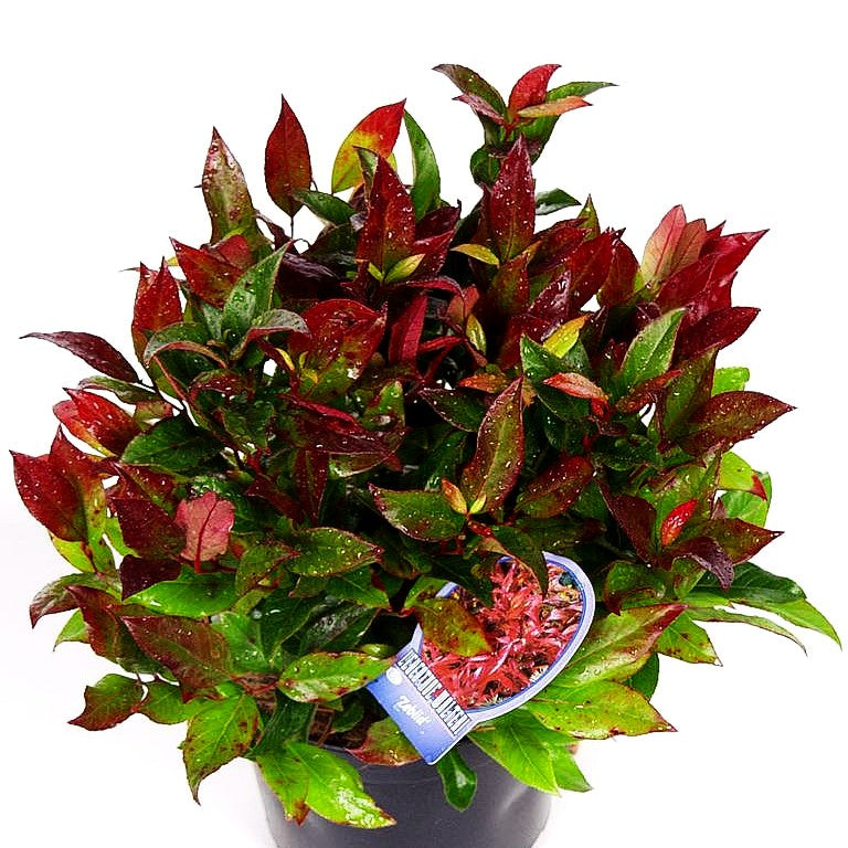 Achsenblütige Traubenheide 'Scarletta' (Leucothoe axillaris)