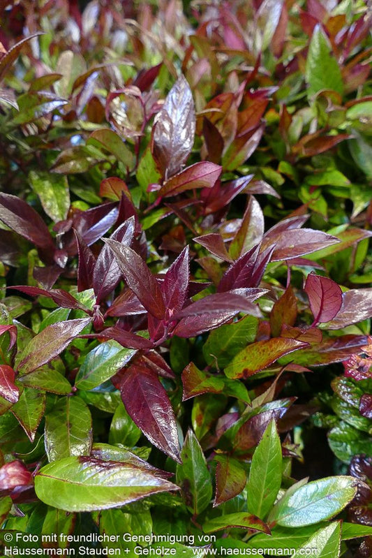 Achsenblütige Traubenheide 'Scarletta' ( 'Zeblid' (Leucothoe axillaris  ))