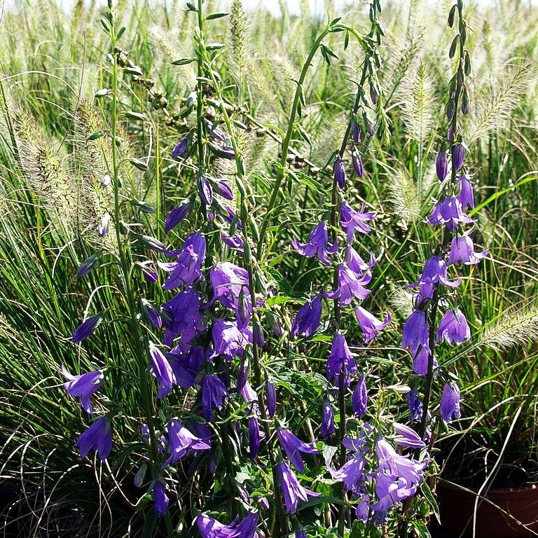 Acker-Glockenblume 'Cambell Blue' (Campanula rapunculoides)