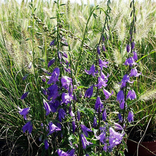 Acker-Glockenblume 'Cambell Blue' (Campanula rapunculoides)