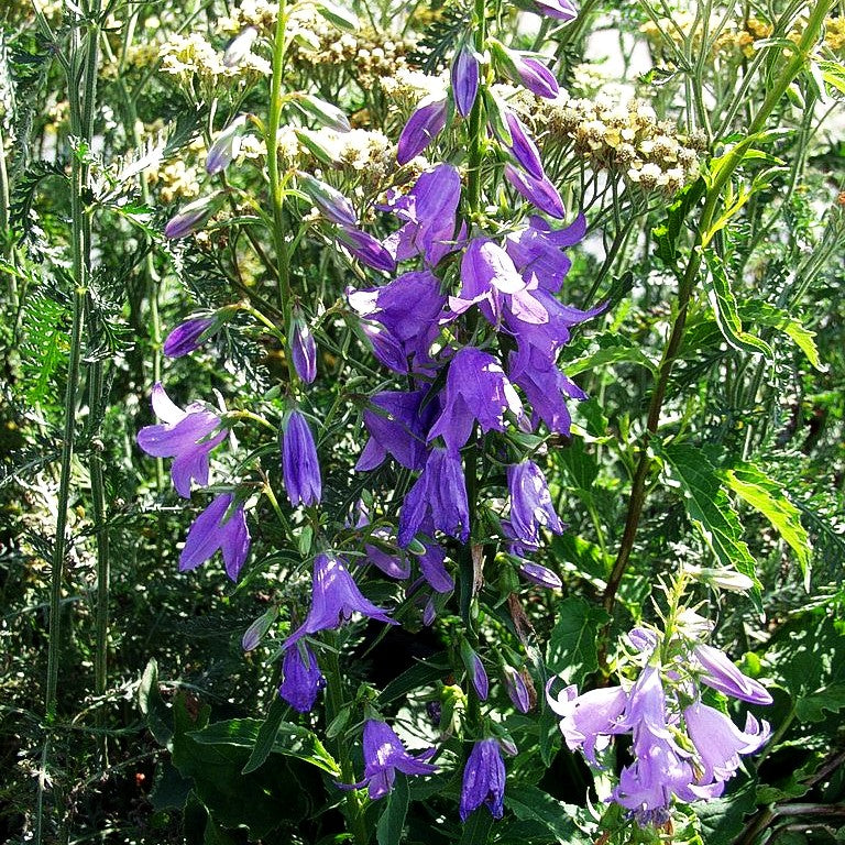 Acker-Glockenblume 'Cambell Blue' (Campanula rapunculoides)