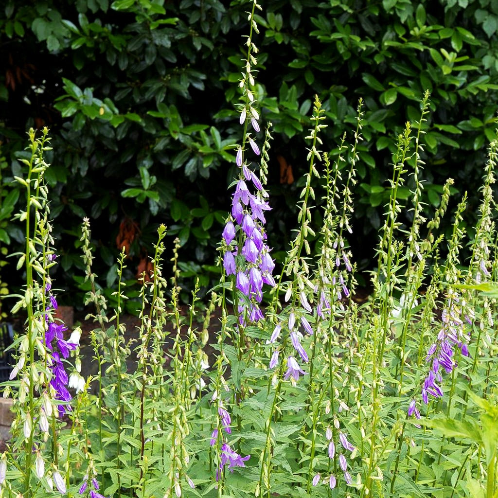Acker-Glockenblume (Campanula rapunculoides)