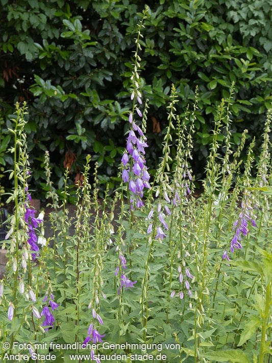 Acker-Glockenblume (Campanula rapunculoides)