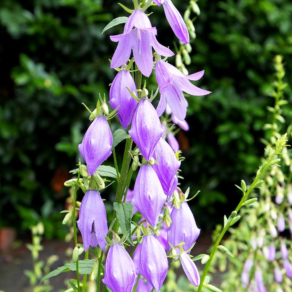 Acker-Glockenblume (Campanula rapunculoides)