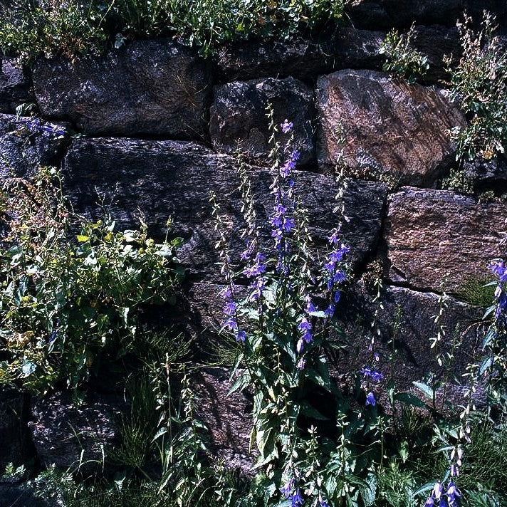 Acker-Glockenblume (Campanula rapunculoides)