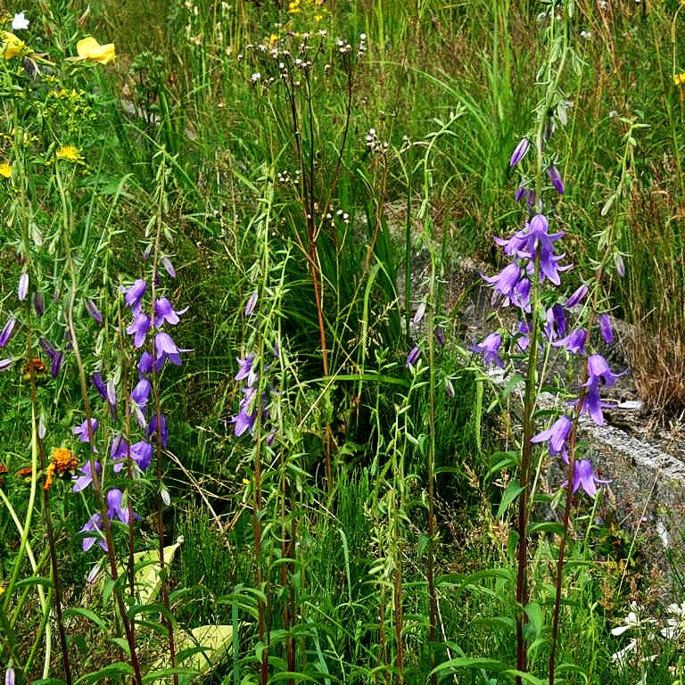 Acker-Glockenblume (Campanula rapunculoides)