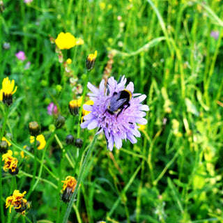 Acker-Witwenblume (Knautia arvensis)