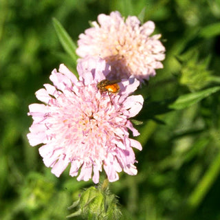 Acker-Witwenblume (Knautia arvensis)