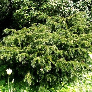 Adlerschwingen-Eibe 'Dovastoniana' (Taxus baccata)