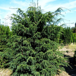 Adlerschwingen-Eibe 'Dovastoniana' (Taxus baccata)