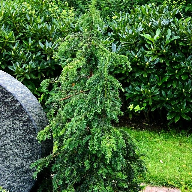 Adlerschwingen-Eibe 'Dovastoniana' (Taxus baccata)